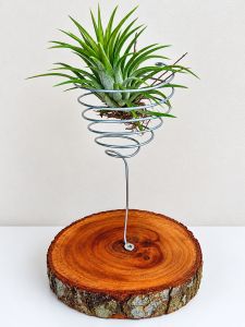 Air plant holder with spiral metal stand on wooden base
