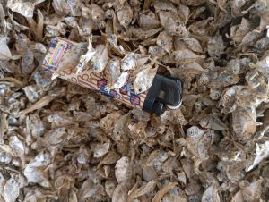 ikan asin pepetek kecil tawar MURAH / PIRIK tawar 1 kg