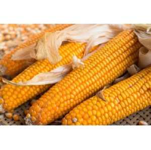 PROMO 1KG BENIH JAGUNG PIONER GAJAH PE27 KEMASAN REAPACK
