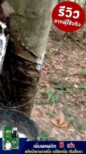 Dose โดส อาหารเสริมพืชอินทรีย์ (3 ขวด) (ยางพารา) เพิ่มผลผลิต300% เปลือกนิ่มกรีดง่าย เพิ่มเปอร์เซ็นน้ำยางรักษาหน้ายางายนึ่ง ป้องกันเชื้อรา ราดำ ราชมพู(3ขวด)