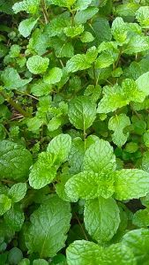 Pohon Daun Mint / Tanaman 1001 Manfaat