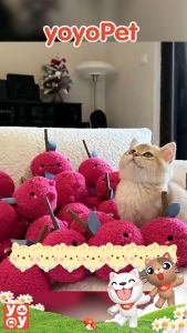 yoyopet : Catnip Doll ตุ๊กตาแคทนิป+ไม้มาทาทาบิ ของเล่นแมว ตุ๊กตา ไม้กัดแมว น่ารัก รูปผลไม้ สีสดใส ราคาถูก