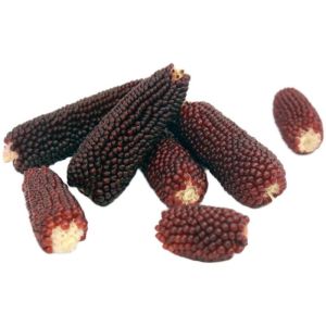 Hamster golden bear rabbit molars baby corn small corn Jagung Hamster 仓鼠金熊兔子豚鼠磨牙小玉米