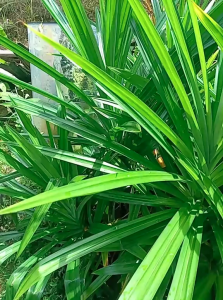 Daun Pandan Segar 1 kg / Daun Pandan Wangi Segar 500 gram Alami