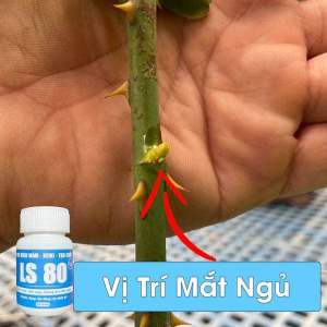 Keo kích chồi LS 80 bôi ở đâu mọc chồi ở đó tái tạo tàn bị khuyết cho cây bon sai hoa kiểng mai vàng - hũ 30g