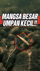 UMPAN PANCING RIPTIDE RAZOR MINNOW PENCIL BERAT 3.5 GR PANJANG 4.8 CM