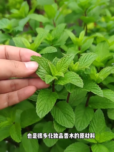Peppermint seeds薄荷种子香水薄荷 repel mosquitoes and bloom year-round. 驱蚊四季开花They are ornamental edible and easy to live indoor vegetable seeds可观赏可食用易活室内蔬菜种子