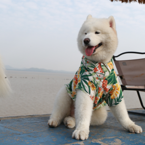 Hawaii Vacation Style Parent-Child Matching Dog Clothes Summer Casual Shirt for Medium to Large Dogs like Samoyed And Golden Retriever