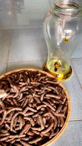 Chuối hột rừng Tây Nguyên