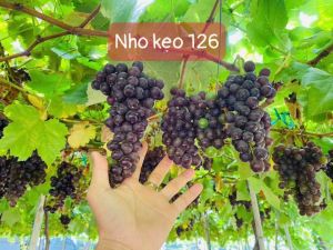 CÂY GIỐNG NHO KẸO 126 CAO 50-90CM CAM KẾT CHUẨN GIỐNG 100%
