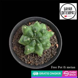 Kaktus langka gymnocalycium kiko ball type free pot