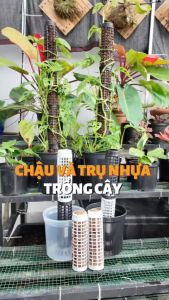 Trụ nhựa có khớp nối 20x5cm thương hiệu THAKICO I Trồng cây leo kiểng lá | Độc quyền Family Garden