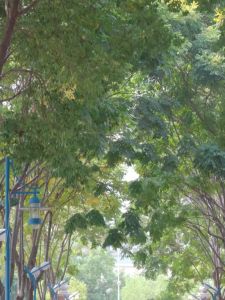 Rechargeable Megaphone: A Comprehensive Guide