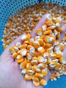 Bibit jagung lokal super / bibit jagung tawar