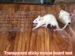 【24-hour delivery】120x27cm transparent perangkap tikus paling berkesan mouse trap glue rat trap glue gam tikus super strong extra lekat rat glue trap tikus gam