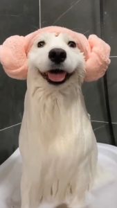 500ML Pet Shampoo With Conditioner Anti Tick and Flea Dog Shampoo Cat Shampoo Dog&Cat Shower Gel