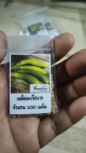 200 เมล็ด มะเขือยาว เมล็ดมะเขือยาว เมล็ดมะเขือยาวเขียว มะเขือยาว