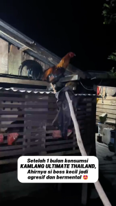 Bundling Hemat Kamlang Ultimate Vitamin Suplemen Ayam Jamu Doping Ayam Herbal Tarung Laga