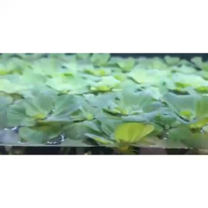 Floating Water Plant Lettuce Kiambang ×5 pieces for aquariums