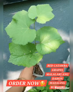 BIG RED CATAWBA GRAPES 2+1 my dahon at ugat na KAYA SIGURADO BUHAY plants