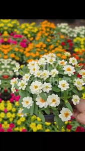 เมล็ดพันธุ์บานชื่นแคระ