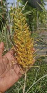 เกลวิเลียบุษราคัมmidas touchกระถาง8“สูง100-110cm.ทาบมีคำแนะนำแนบในกล่อง