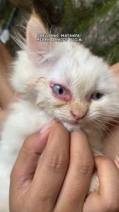 Royal Care 10ml: Obat Mata Tetes Kucing & Anjing