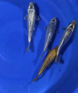jAPAN GINRIN KAWARI KOI 25cm from IKARASHI FARM  788 per koi + shipping 50