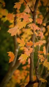 PASSION TREE FLAIR FIESTA VOL 1 FANCY SHORT KURTIS SUMMER Wester Ladies Top Collection #FLAIRFIESTA