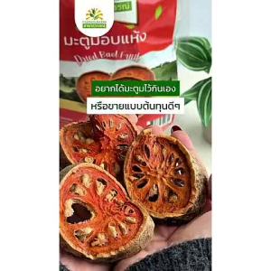 มะตูมแห้ง เกรดพรีเมี่ยม ชิ้นใหญ่ กลิ่นหอม คุณภาพส่งออก มาตรฐาน GMP Dried Bael Fruit ชาดาสุวรรณ์ มะตูมอบแห้ง มะตูม