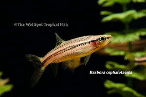 Porthole Rasbora/Cephalotaenea Rasbora/Ornamental fish/Freshwater/Readystock