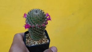ต้นกระบองเพชร Mammillaria Huitzilopochtli รุ่นแมมฮูย mammillaria huitzilopochtli #mammillaria #cactus #แคคตัส