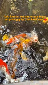 HOKKY PAKAN IKAN KOI PREMIUM GROWTH FORMULA WHEAT GERM COLOR ENHANCER 1KG 3MM 5MM 7MM