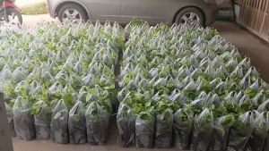 พลูกินหมาก แบบปักชำ แพ๊ค2ถุง109บาท