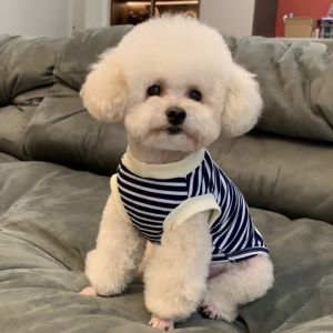 เสื้อคลุมฤดูใบไม้ร่วงสำหรับสุนัข Teddy Bear ลายทาง ทรงเข้ารูป เสื้อคลุมฤดูใบไม้ผลิและฤดูใบไม้ร่วงพร้อมหัวเข็มขัดสำหรับสุนัข