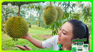 เวิลด์แพลนท์ไคโตซาน สำหรับพืช สูตรโอลิโกแซ็กคาไรด์ เพิ่มผลผลิตพืชทุกชนิด WCI ของแท้100%