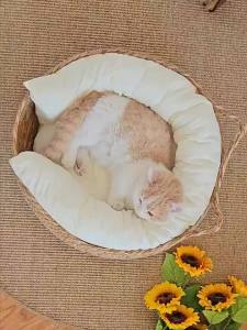 SKISOPGO Cat Bed Pet Nest Pure Manual Rattan Woven Cattailgrass Cat Scratch Board Removable Washable Winter Warm Pad