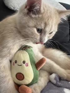 1 cartoon Avocado Shaped Pet Plush Toy for Dogs to Interact and Play in Daily Life