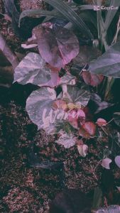 Bibit Tanaman Hias Pohon Waru Varigata