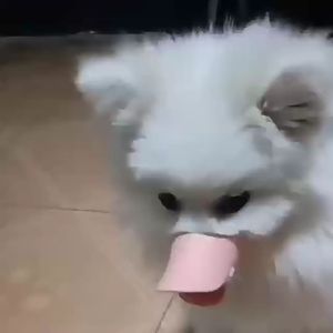 Rọ mõm Chó hình mỏ vịt (Không chọn size theo cân nặng) mẫu mới - Hara Pet Store