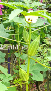 Star Of David Okra Seeds