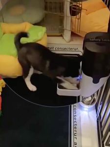 Papifeed | Smart Timer & Portion Control Pet Feeder