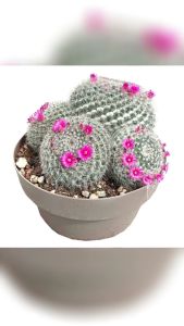 XƯƠNG RỒNG BÁNH SINH NHẬT. - Tặng chậu nhựa nhỏ