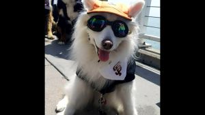 Mắt kính cho Chó chống tia UV có dây quàng chắc chắn  (mẫu mới) - Love Pets Shop