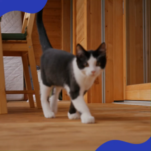 Cat & Co Premium Cat Food Tuna Made in Italy Cat Foods