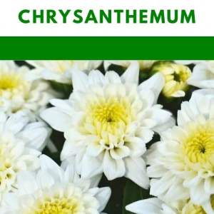 Flower seeds SunFlowerCarnationDahliaColeusZinnia