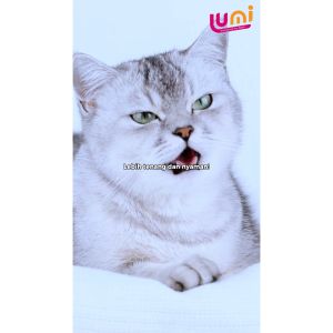 LUMIPET Obat Tetes Penurun Birahi Libido Kucing Anjing Jantan Betina Mencegah Kehamilan dan Meredam Berisik dan Stres