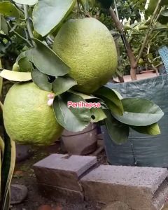 Jeruk Nipis Jumbo Super Cepat Berbuah