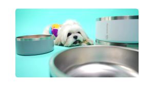 Quencha Stainless Steel Double Wall Pet Bowl Cats Dogs Rust-Resistant Non-Slip Dishwasher Safe Durable