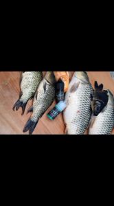 BISA COD - BEST SELLER Essen Instinct Strike Ikan Mas Harian Lomba Galatama dan Ikan Rame - Hitam Aroma Wangi & Cocok untuk Malam Hari, Tosca Aroma Amis+Wangi Cocok untuk Segala Jenis Ikan (Isi 30ml) #202 Tahan Lama & Menyamarkan Aroma Essen Lainnya